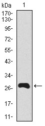 Western blot using Splunc2 monoclonal antibody against human Splunc2 recombinant protein. (Expected MW is 27.6 kDa)
