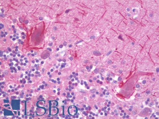 Anti-BPIFA2 / SPLUNC2 antibody IHC staining of human brain, cerebellum. Immunohistochemistry of formalin-fixed, paraffin-embedded tissue after heat-induced antigen retrieval.