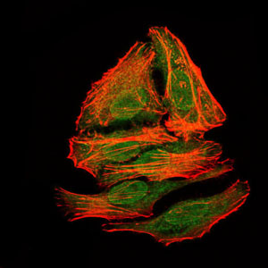 Immunofluorescence of HepG2 cells using mouse Splunc2 mouse monoclonal antibody (green). Red: Actin filaments have been labeled with Alexa Fluor-555 phalloidin.