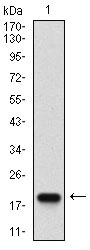 Western blot using mSplunc2 monoclonal antibody against human mSplunc2 (AA: ) recombinant protein. (Expected MW is 18.5 kDa)