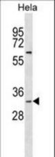 BPNT1 Antibody western blot of HeLa cell line lysates (35 ug/lane). The BPNT1 antibody detected the BPNT1 protein (arrow).