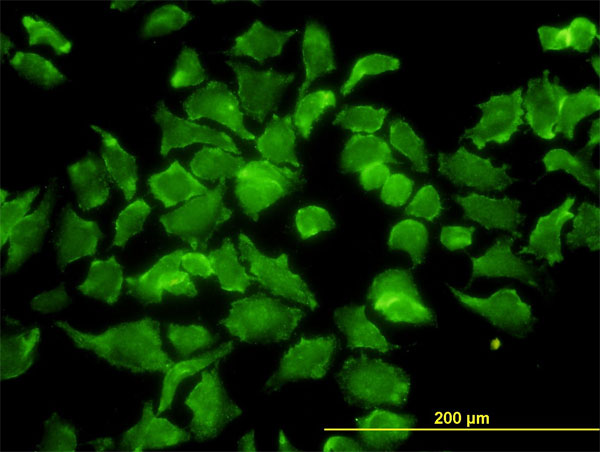 Immunofluorescence of monoclonal antibody to BPNT1 on HeLa cell. [antibody concentration 10 ug/ml]