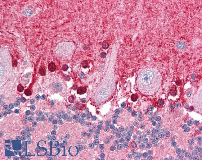 Anti-ABTB1 / BPOZ antibody IHC of human brain, cerebellum. Immunohistochemistry of formalin-fixed, paraffin-embedded tissue after heat-induced antigen retrieval. Antibody LS-B3228 concentration 75 ug/ml.