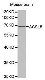 Western blot analysis of extracts of mouse brain tissue lines, using ACSL5 antibody.