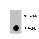 Dot blot of anti-BRAF-pS445 Phospho-specific antibody on nitrocellulose membrane. 50ng of Phospho-peptide or Non Phospho-peptide per dot were adsorbed. Antibody working concentrations are 0.5ug per ml.