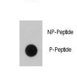 Dot blot of anti-BRAF Phospho-specific antibody on nitrocellulose membrane. 50ng of Phospho-peptide or Non Phospho-peptide per dot were adsorbed. Antibody working concentrations are 0.5ug per ml.
