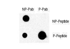 Dot blot of phospho-BRAF-T439 polyclonal antibody on nitrocellulose membrane. 50ng of Phospho-peptide or Non Phospho-peptide per dot were adsorbed. Antibody working concentration was 0.5ug per ml. P-antibody: phospho-antibody; P-Peptide: phospho-peptide; NP-Peptide: non-phospho-peptide.