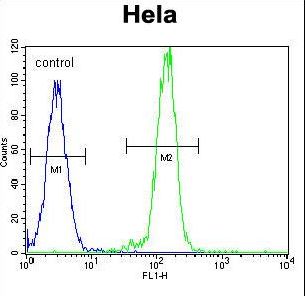 B-RAF Antibody flow cytometry of HeLa cells (right histogram) compared to a negative control cell (left histogram). FITC-conjugated goat-anti-rabbit secondary antibodies were used for the analysis.