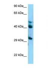 BRE antibody Western blot of A549 Cell lysate. Antibody concentration 1 ug/ml.