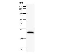 Western blot analysis of immunized recombinant protein, using anti-BRD1 monoclonal antibody.