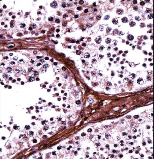 BRD1 Antibody immunohistochemistry of formalin-fixed and paraffin-embedded human testis tissue followed by peroxidase-conjugated secondary antibody and DAB staining.