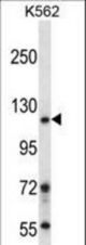 BRD1 Antibody western blot of K562 cell line lysates (35 ug/lane). The BRD1 antibody detected the BRD1 protein (arrow).