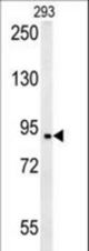 BRD2-Q185 western blot of 293 cell line lysates (35 ug/lane). The BRD2 antibody detected the BRD2 protein (arrow).