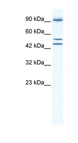 BRD2 antibody LS-B923 Western blot of Jurkat lysate.