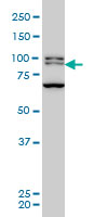 BRD3 monoclonal antibody (M03), clone 6C10 Western blot of BRD3 expression in HeLa NE.