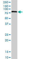 BRD3 monoclonal antibody (M03), clone 6C10. Western blot of BRD3 expression in human kidney.