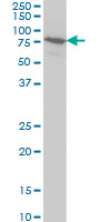 BRD3 monoclonal antibody (M02), clone 7G6 Western blot of BRD3 expression in HeLa.