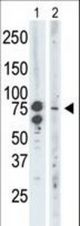 The anti-BRD3 antibody is used in Western blot to detect BRD3 in mouse brain tissue lysate (Lane 1) and Saos-2 cell lysate (Lane 2).