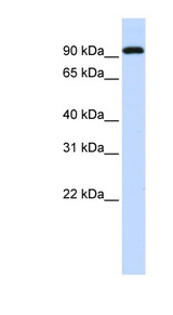 BRD3 antibody LS-B6601 Western blot of Fetal Brain lysate.