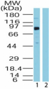 Western blot ofBRD4 in HeLa lysate in the 1) absence and 2) presence of immunizing peptide using antibody at0.5 ug/ml.