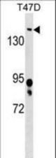 BRD4 Antibody western blot of T47D cell line lysates (35 ug/lane). The BRD4 antibody detected the BRD4 protein (arrow).