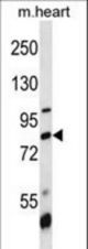 BRD7 Antibody western blot of mouse heart tissue lysates (35 ug/lane). The BRD7 antibody detected the BRD7 protein (arrow).