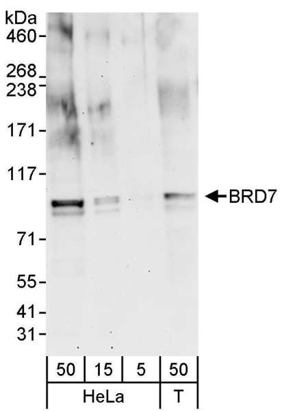 Detection of Human BRD7 by Western Blot. Samples: Whole cell lysate from HeLa (5, 15 and 50 ug for WB) and 293T (T; 50 ug) cells. Antibodies: Affinity purified rabbit anti-BRD7 antibody used for WB at 0.4 ug/ml Detection: Chemiluminescence with an exposure time of 3 minutes.
