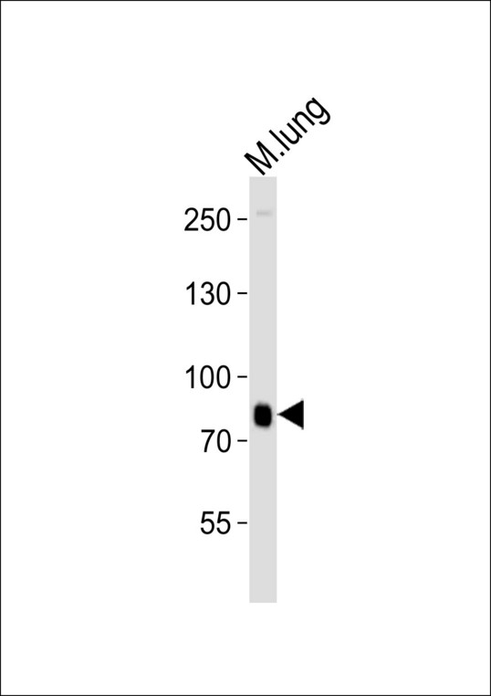 Western blot of lysate from mouse lung tissue lysate with MOUSE Brd7 Antibody. Antibody was diluted at 1:1000. A goat anti-rabbit IgG H&L (HRP) at 1:10000 dilution was used as the secondary antibody. Lysate at 35 ug.