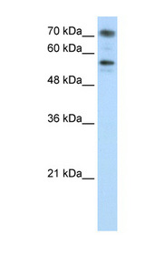 BRD7 antibody LS-B925 Western blot of Jurkat lysate.