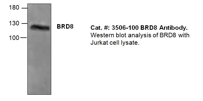 Western blot of BRD8 antibody LS-X223109.