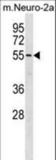 BRD9 Antibody western blot of mouse Neuro-2a cell line lysates (35 ug/lane). The BRD9 antibody detected the BRD9 protein (arrow).