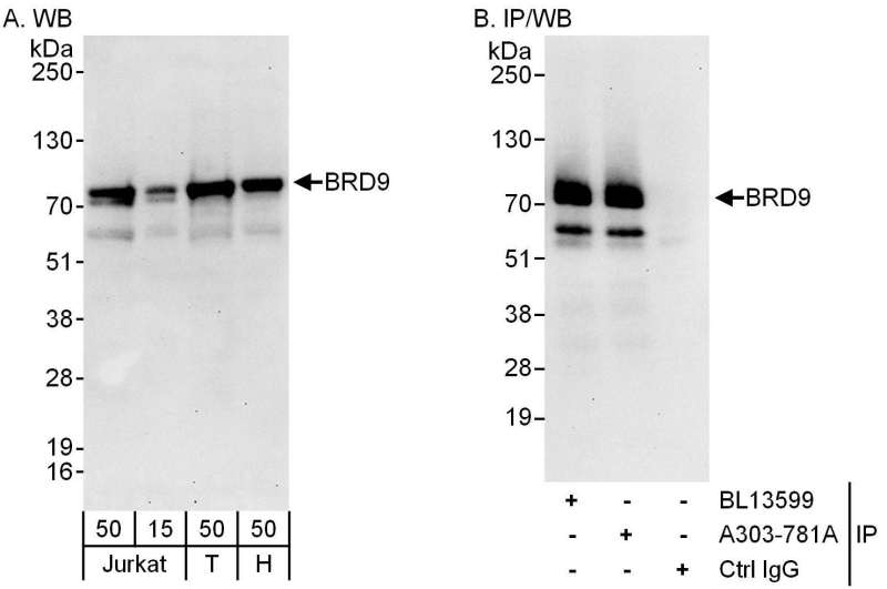 Detection of Human BRD9 by Western Blot and Immunoprecipitation. Samples: Whole cell lysate from Jurkat (15 and 50 ug for WB; 1 mg for IP, 20% of IP loaded), 293T (T; 50 ug) and HeLa (H; 50 ug) cells. Antibodies: Affinity purified rabbit anti-BRD9 antibody used for WB at 0.1 ug/ml (A) and 1 ug/ml (B) and used for IP at 6 ug/mg lysate. BRD9 was also immunoprecipitated by rabbit anti-BRD9 antibody BL13599, which recognizes an upstream epitope. Detection: Chemiluminescence with exposure times of 30 seconds (A) and 10 seconds (B).