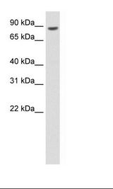 Thymus Lysate