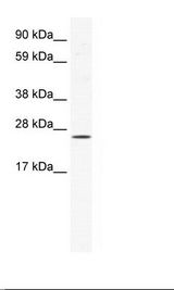 NIH 3T3 Cell Lysate