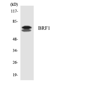Western blot of the lysates from HepG2 cells using BRF1 antibody.
