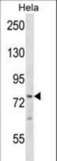 BRF1 Antibody western blot of HeLa cell line lysates (35 ug/lane). The BRF1 antibody detected the BRF1 protein (arrow).