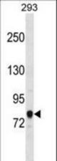 ACSL3 Antibody western blot of 293 cell line lysates (35 ug/lane). The ACSL3 antibody detected the ACSL3 protein (arrow).