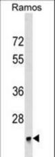 BRI3BP Antibody western blot of Ramos cell line lysates (35 ug/lane). The BRI3BP antibody detected the BRI3BP protein (arrow).