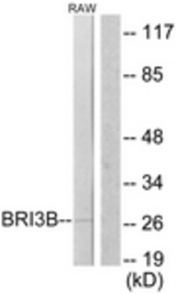 Western blot of extracts from RAW264.7 cells, using BRI3B Antibody. The lane on the right is treated with the synthesized peptide.