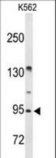 Western blot of FAM5C Antibody in K562 cell line lysates (35 ug/lane). FAM5C (arrow) was detected using the purified antibody.