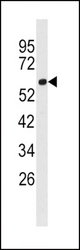 Western blot of anti-FACL3 Antibody in 293 cell line lysates (35 ug/lane). FACL3 (arrow) was detected using the purified antibody.