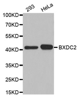 Western blot analysis of extracts of various cell lines, using BRIX1 antibody.