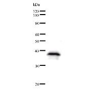 Western blot analysis of immunized recombinant protein, using anti-BXDC2 monoclonal antibody.