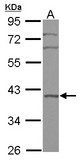 Sample (30 ug of whole cell lysate) A: A549 10% SDS PAGE BRIX1 / BXDC2 antibody diluted at 1:1000
