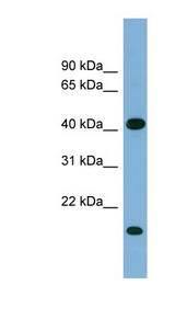 BRIX1 / BXDC2 antibody LS-C111999 Western blot of Fetal Heart lysate.