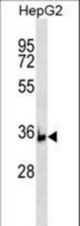 BRIX1 Antibody western blot of HepG2 cell line lysates (35 ug/lane). The BRIX1 antibody detected the BRIX1 protein (arrow).
