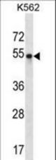 POU3F2 Antibody western blot of K562 cell line lysates (35 ug/lane). The POU3F2 antibody detected the POU3F2 protein (arrow).