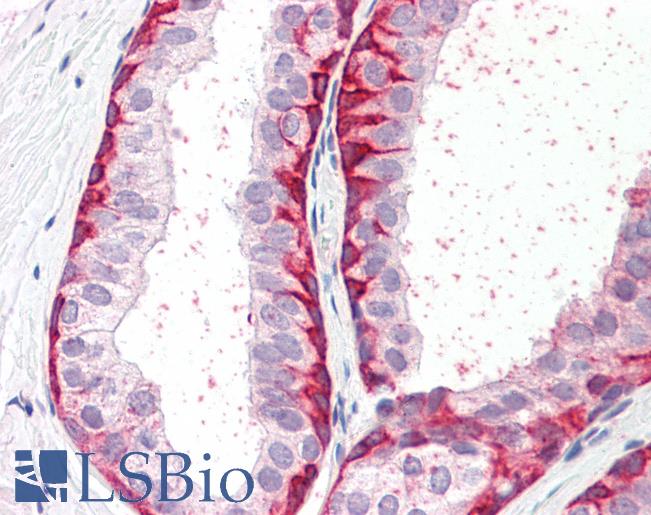 Anti-BRN2 / POU3F2 antibody IHC staining of human prostate. Immunohistochemistry of formalin-fixed, paraffin-embedded tissue after heat-induced antigen retrieval.