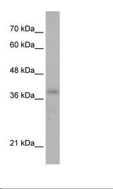 HepG2 Cell Lysate