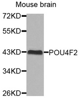 Western blot analysis of extracts of Mouse brain cell line, using POU4F2 antibody.